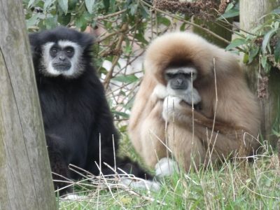 Gibbon à mains blanches - De Zonnegloed - Refuge pour animaux